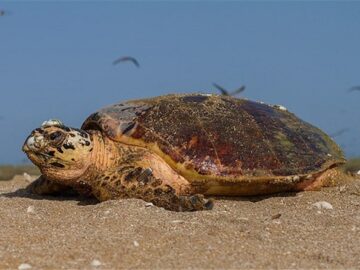نجات لاک‌پشت در پارک‌ملی دریایی نایبند
